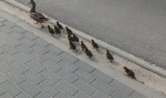 Straż Miejska pomaga zwierzętom