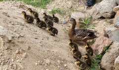 Straż Miejska pomaga zwierzętom (link otworzy duże zdjęcie)