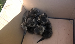 Straż Miejska pomaga zwierzętom (link otworzy duże zdjęcie)