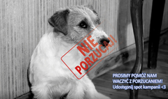 Nie porzucaj zwierząt na wakacje!