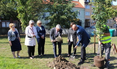 Nowo posadzony dąb symbolem współpracy z Polonią