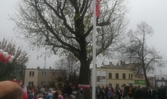 Pierwszy pomnik przyrody w Gnieźnie (link otworzy duże zdjęcie)