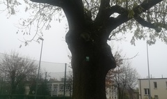 Pierwszy pomnik przyrody w Gnieźnie