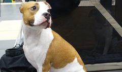 (link otworzy duże zdjęcie)