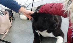 (link otworzy duże zdjęcie)