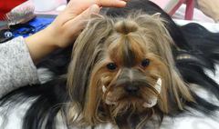 (link otworzy duże zdjęcie)