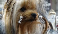 (link otworzy duże zdjęcie)