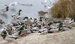 Jak pomóc ptakom przetrwać zimę? (link otworzy duże zdjęcie)