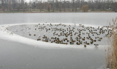 Jak pomóc ptakom przetrwać zimę? (link otworzy duże zdjęcie)