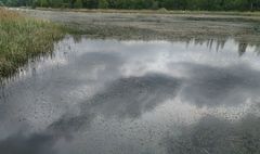 Przycinka rdestnicy na jeziorze Winiary (link otworzy duże zdjęcie)