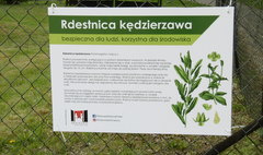 Przycinka rdestnicy na jeziorze Winiary (link otworzy duże zdjęcie)