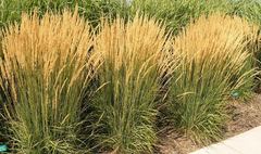 (link otworzy duże zdjęcie)