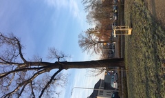 Nowe nasadzenia drzew (link otworzy duże zdjęcie)