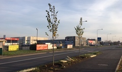 Nowe nasadzenia drzew