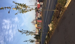 Nowe nasadzenia drzew (link otworzy duże zdjęcie)