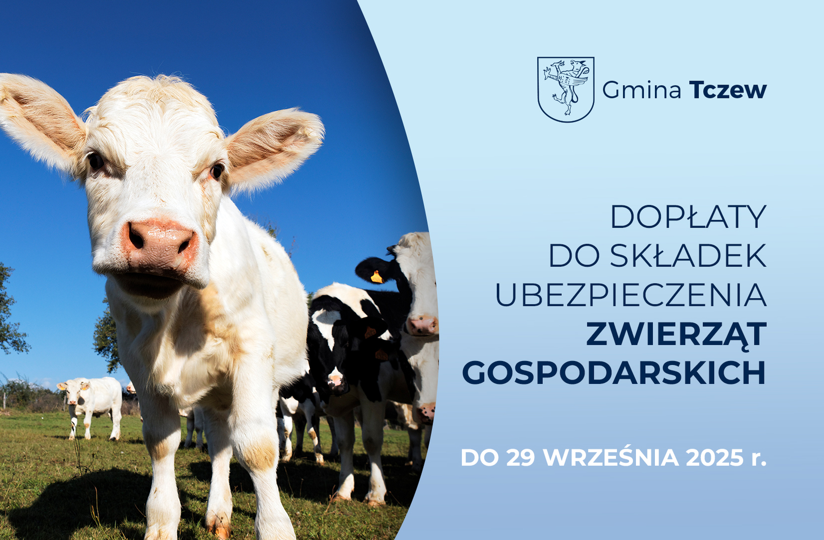 Tu powinien być opis.