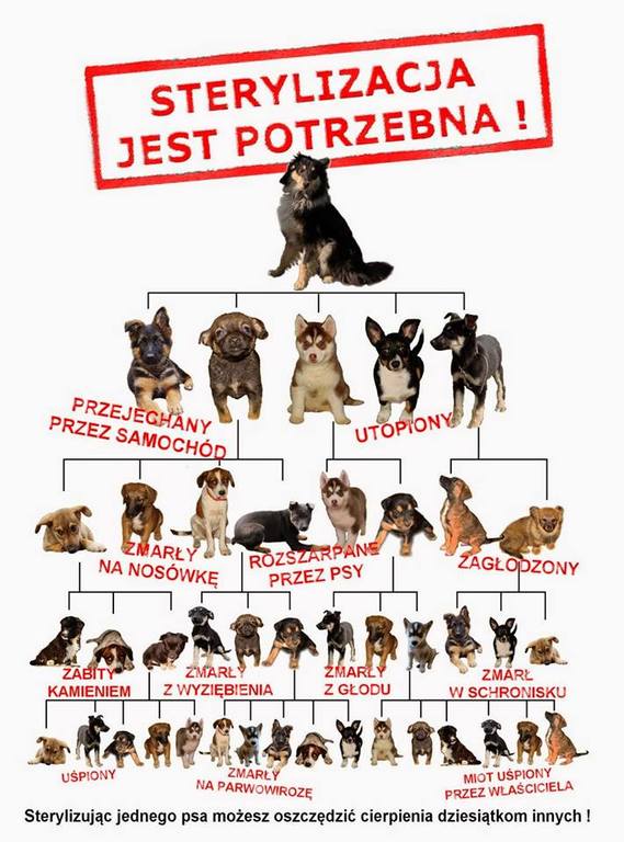 sterylizacja.jpg