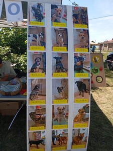  (link otworzy duże zdjęcie)