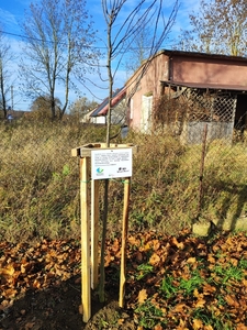  (link otworzy duże zdjęcie)