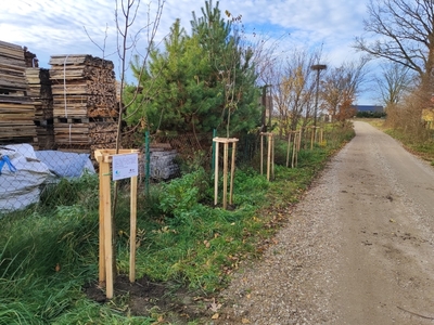  (link otworzy duże zdjęcie)