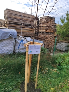  (link otworzy duże zdjęcie)