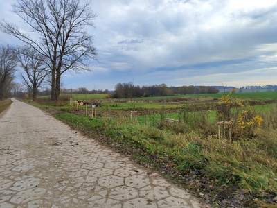  (link otworzy duże zdjęcie)